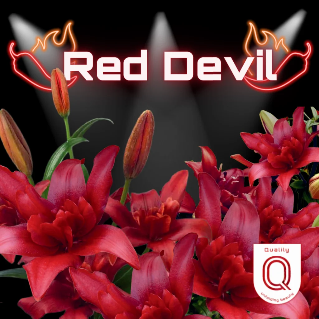 red devil qualily